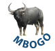 Mbogo Global